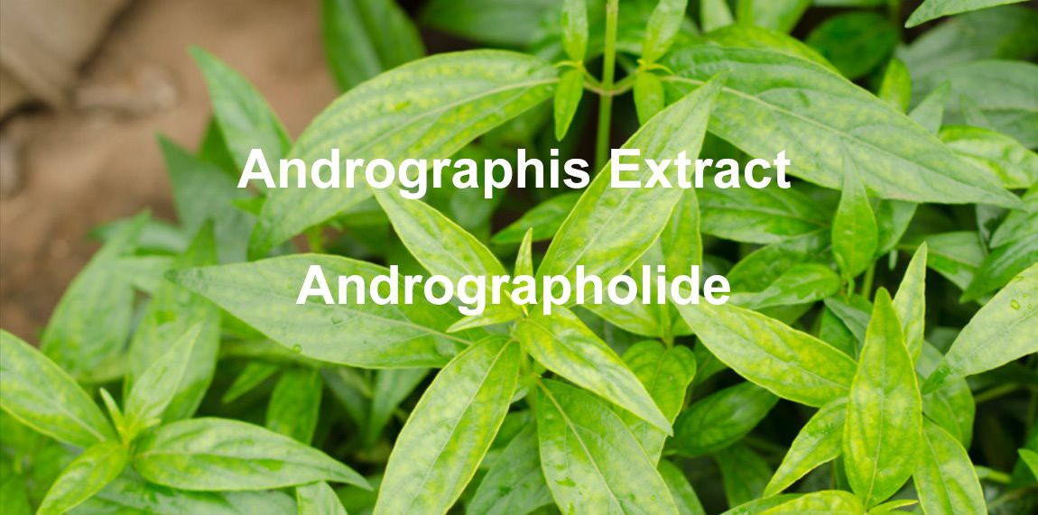 product-1150-571 Andrographolide 7