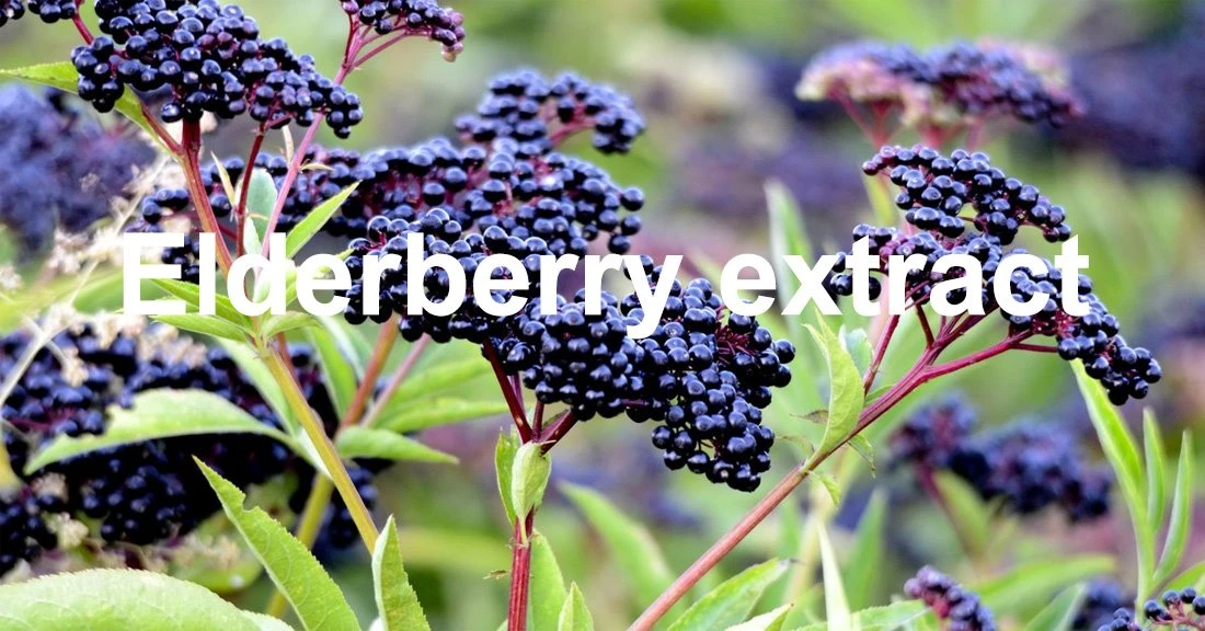Elderberry Extract 5
