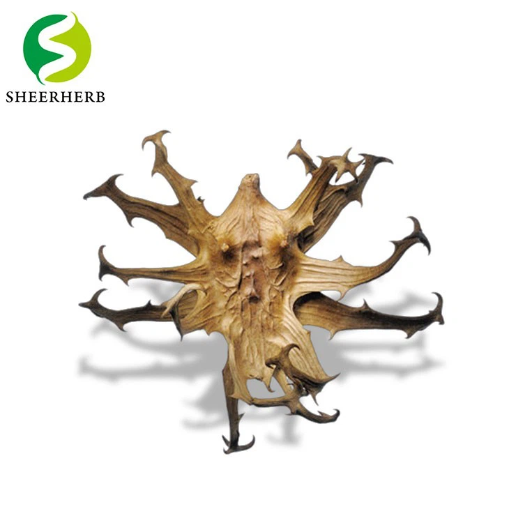 Iblis panjasi ildizi kukuni