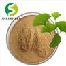 Ginkgo Biloba Extract Powder